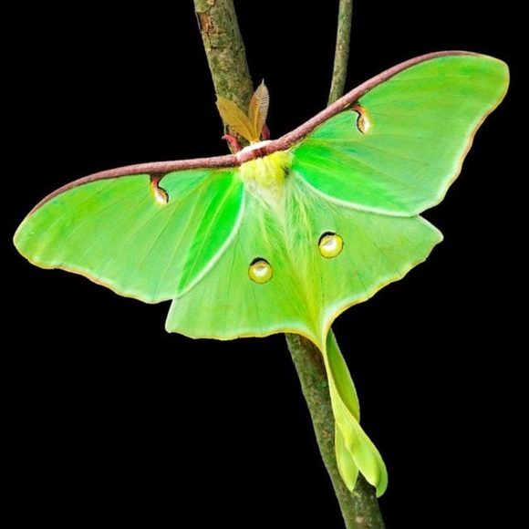 Moth crescent moon silver earrings - Picture 6 of 13